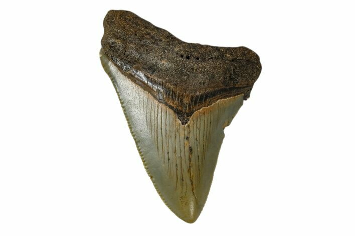 Juvenile Megalodon Tooth - North Carolina #172652
